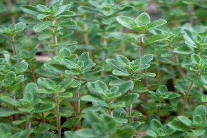 THYME from Kenya
